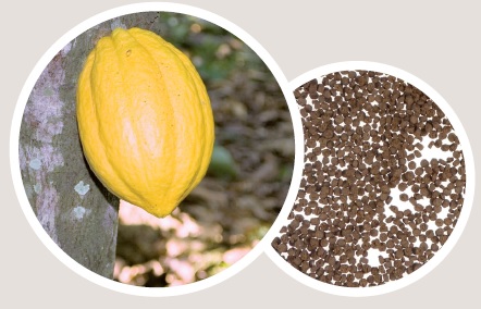 Kakao-Bohne und Superfood-Granulat